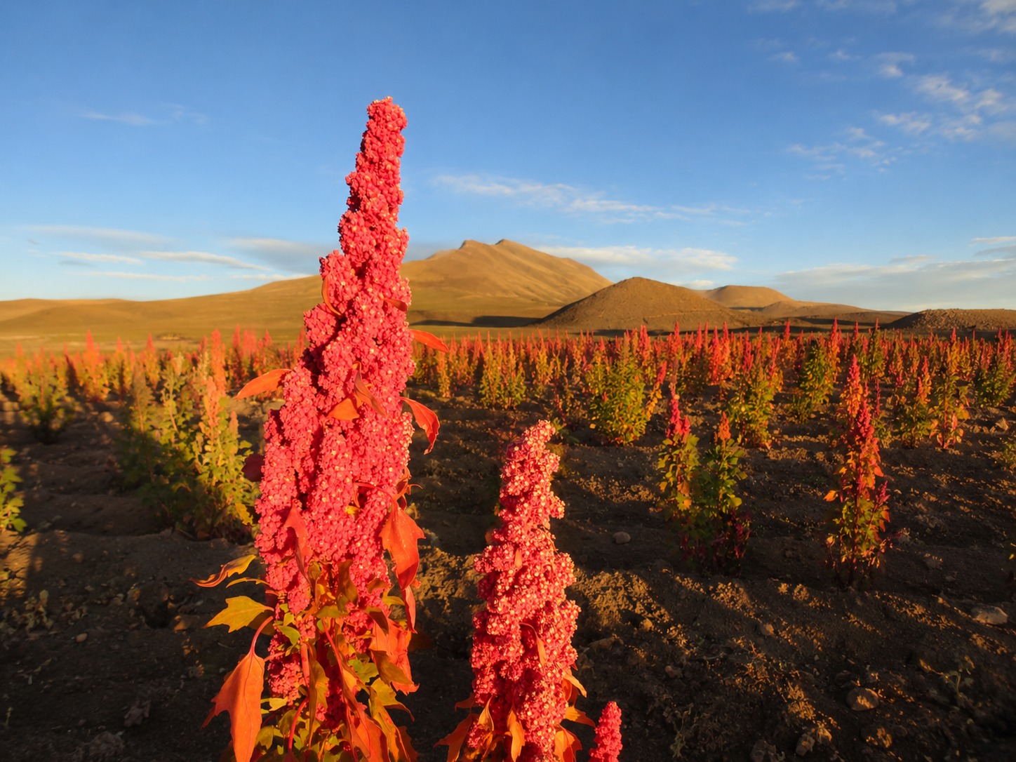 La quinua real boliviana demuestra cualidades nutricionales únicas frente a variedades de 8 países